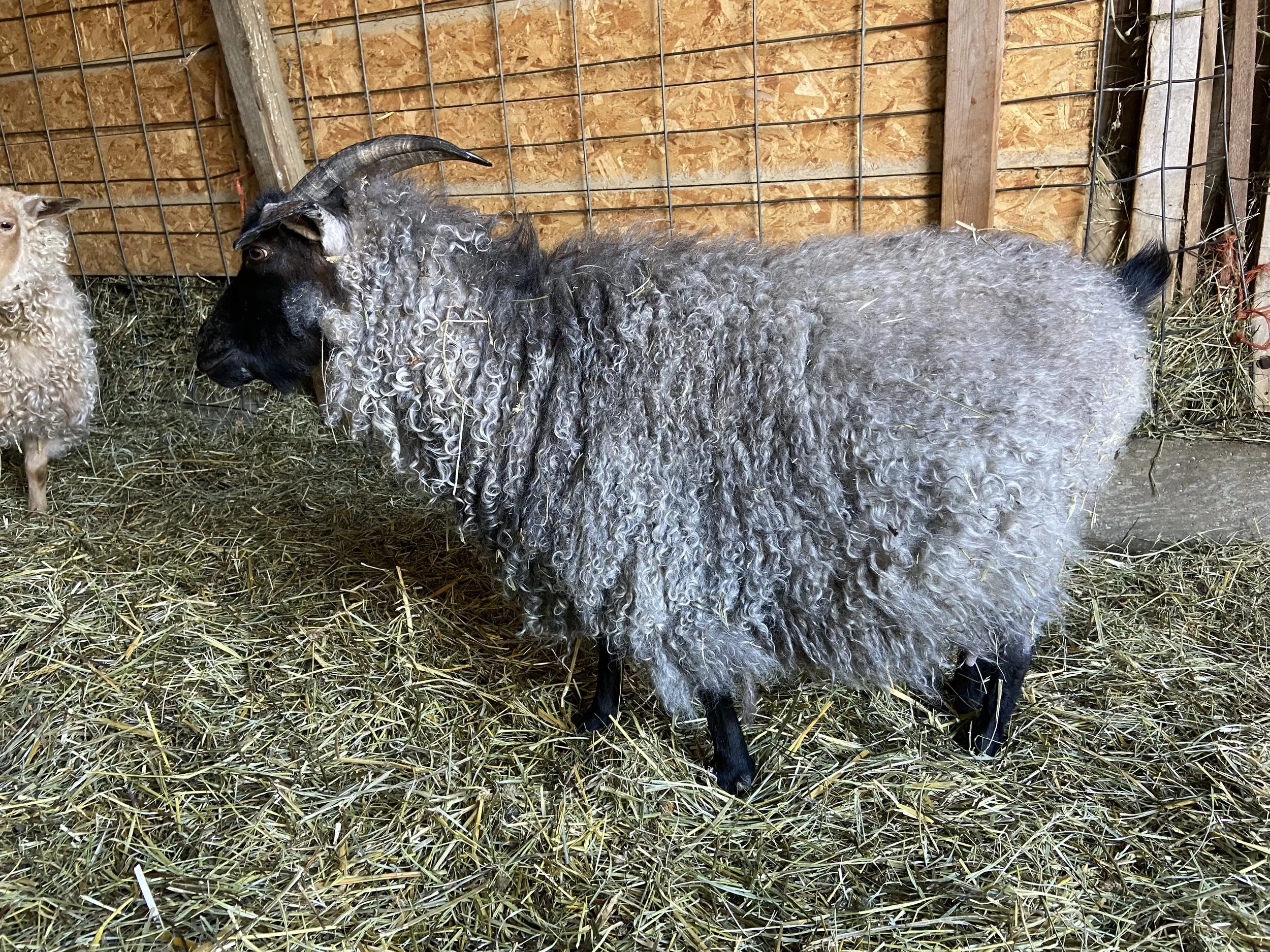 2023 Pygora Kids — Grumpy Goat Experiment